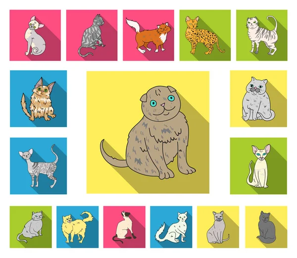 Races de chats icônes plates dans la collection ensemble pour le design. Animaux chat vecteur symbole stock web illustration . — Image vectorielle