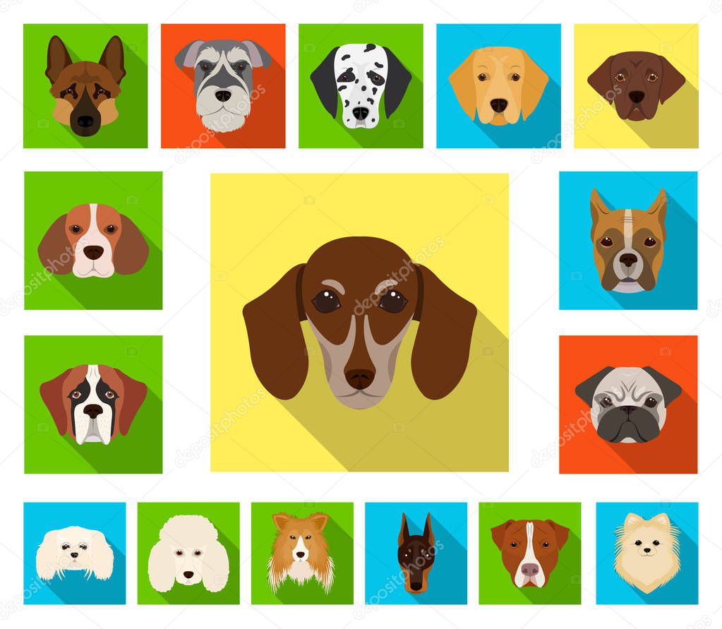 Dog breeds flat icons in set collection for design.Muzzle of a dog vector symbol stock web illustration.