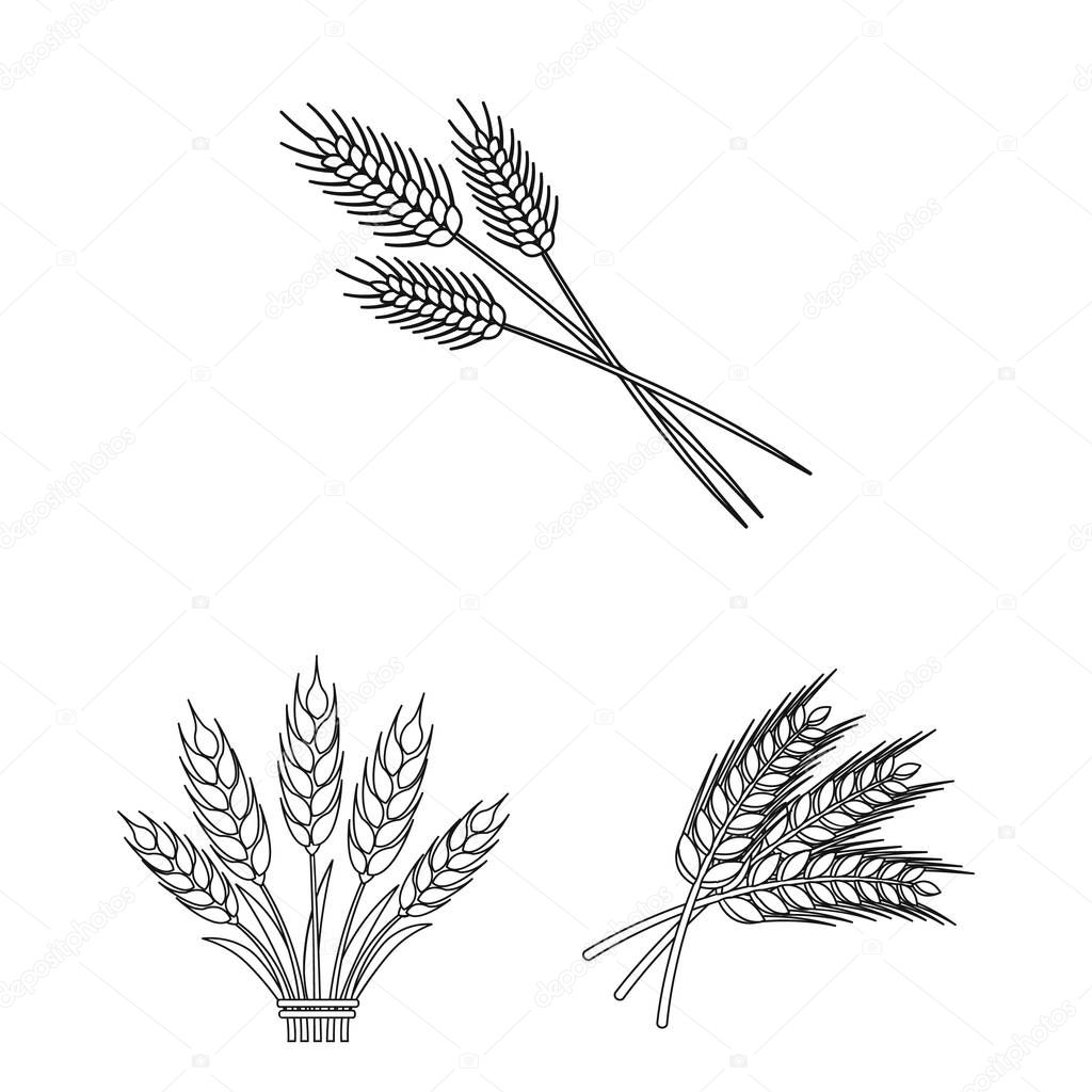 Vector design of wheat and stalk logo. Collection of wheat and grain stock symbol for web.