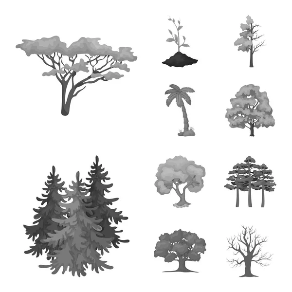 Векторный Дизайн Логотипа Дерева Леса Набор Символов Дерева Зеленого Запаса — стоковый вектор