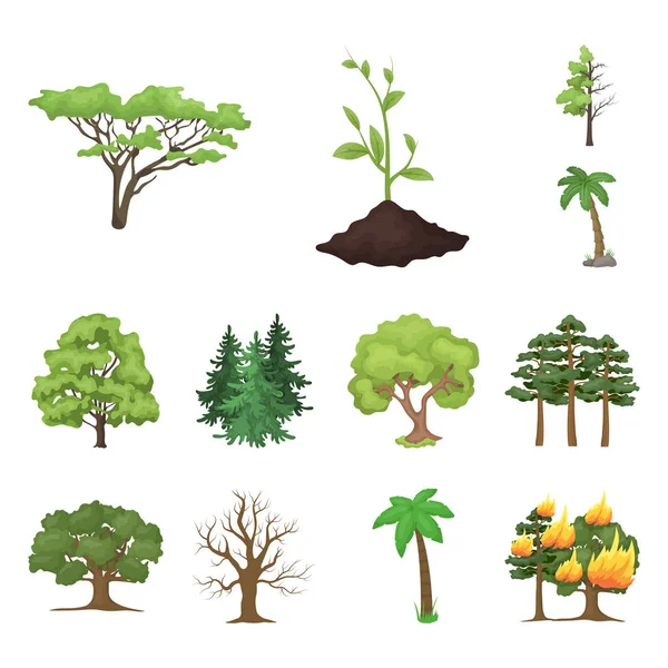 Geïsoleerde object van pictogram boom en bos. Set van boom en groene voorraad vectorillustratie. — Stockvector