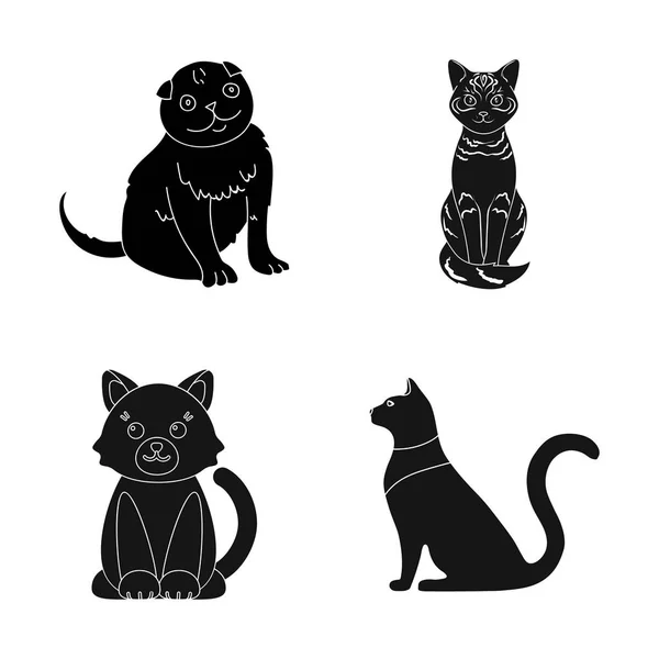 Design vetorial de pet e esfinge ícone. Coleção de animais de estimação e diversão ilustração vetor estoque . — Vetor de Stock