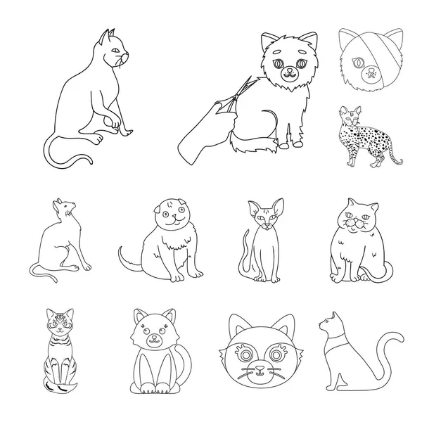 Vectorillustratie van pet en sphynx pictogram. Collectie van huisdier en fun vector pictogram voor voorraad. — Stockvector