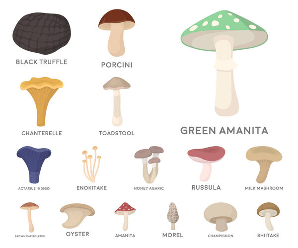 Poisonous and edible mushroom cartoon icons in set collection for design. Different types of mushrooms vector symbol stock web illustration.