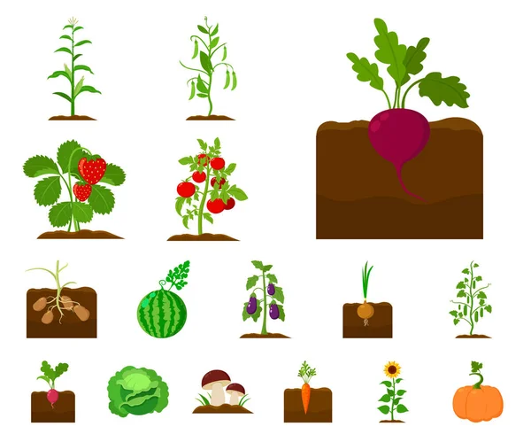Plant, vegetable cartoon icons in set collection for design. Garden and harvest vector symbol stock web illustration. — Stock Vector