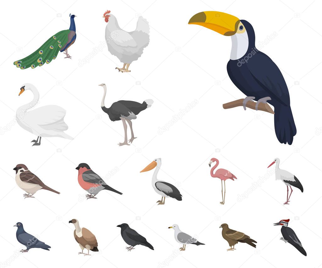 Types of birds cartoon icons in set collection for design. Home and wild bird vector symbol stock  illustration.