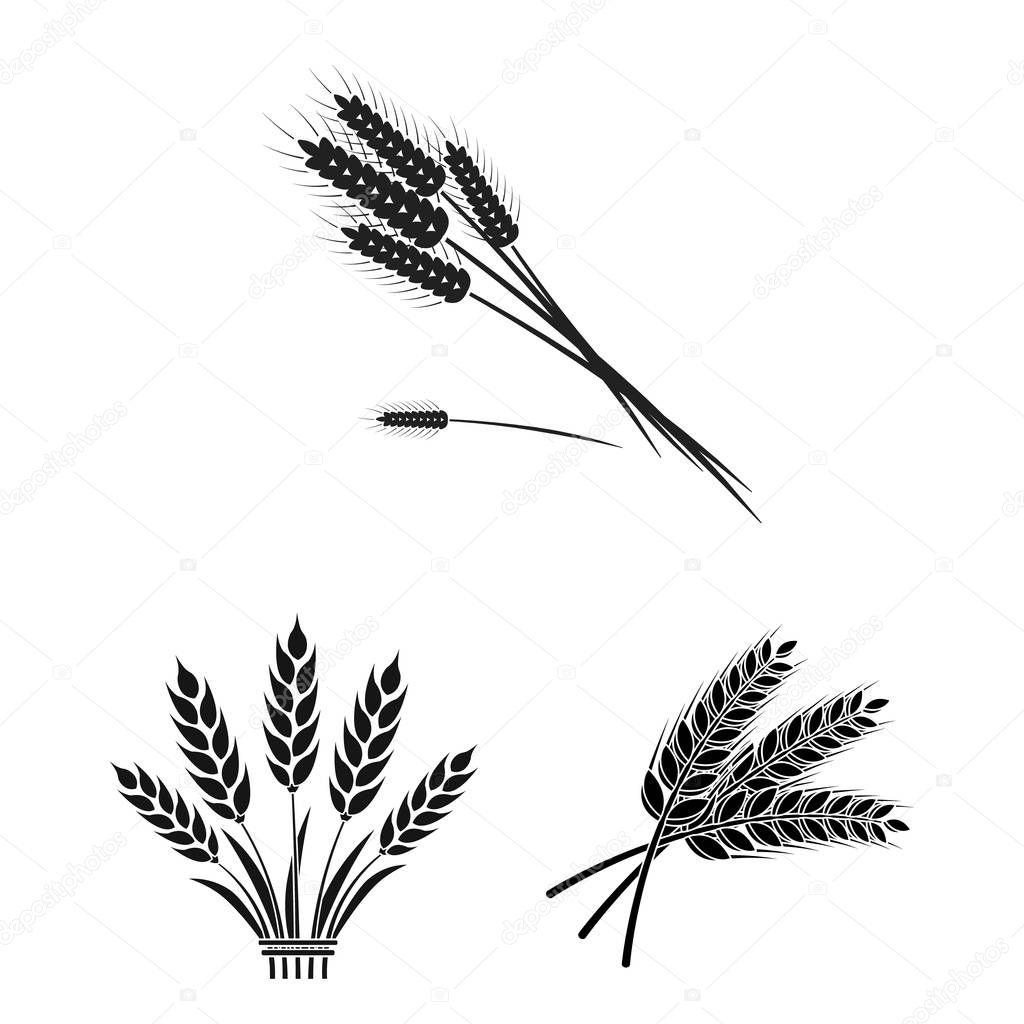 Isolated object of wheat and stalk icon. Collection of wheat and grain vector icon for stock.