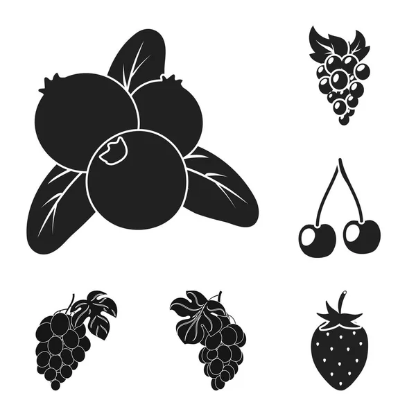 Diseño vectorial de bayas y símbolos frutales. Colección de bayas y grosellas rojas vector ilustración . — Vector de stock