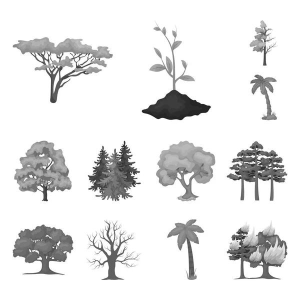 Illustration vectorielle du logo des arbres et forêts. Ensemble d'arbre et icône vectorielle verte pour stock . — Image vectorielle