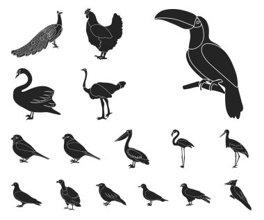 Kuş türleri set koleksiyonu tasarım için simgeler siyah. Ev ve vahşi kuş vektör simge stok web çizim.