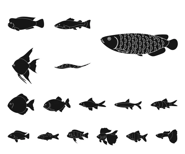 Verschiedene Arten von Fisch schwarzen Symbolen in Set-Kollektion für Design. Meeres- und Aquarienfische Vektor Symbol Stock Web Illustration. — Stockvektor