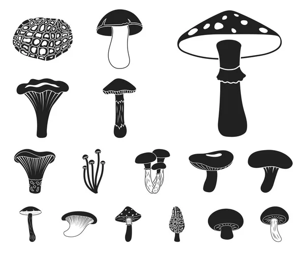Icônes noires de champignons toxiques et comestibles dans la collection de set pour le design. Différents types de champignons vecteur symbole stock illustration web . — Image vectorielle