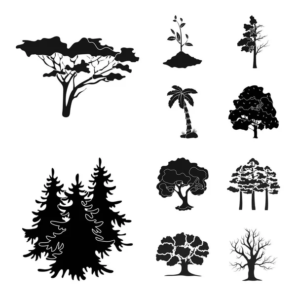 Geïsoleerde object van boom en forest teken. Set van boom en groene aandelensymbool voor web. — Stockvector