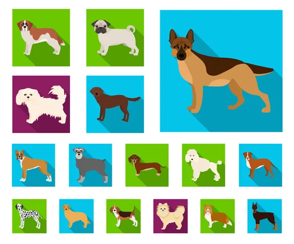 Raças de cães ícones planos na coleção de conjuntos para design.Dog animal de estimação símbolo vetorial ilustração web . — Vetor de Stock