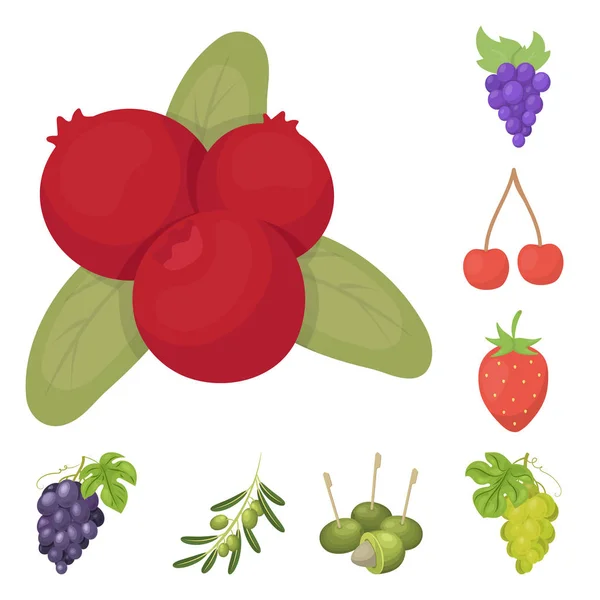 Векторный дизайн иконы ягод и фруктов. Набор ягод и красных ягод для паутины . — стоковый вектор