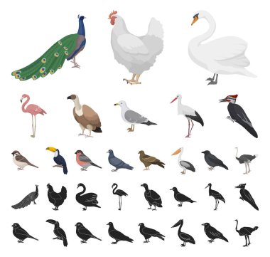 Kuş türleri karikatür, set koleksiyonu tasarım için siyah simgeler. Ev ve vahşi kuş vektör simge stok web çizim.