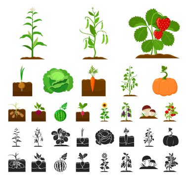 Bitki, sebze çizgi film, set koleksiyonu tasarım için siyah simgeler. Bahçe ve hasat sembol stok web illüstrasyon vektör.