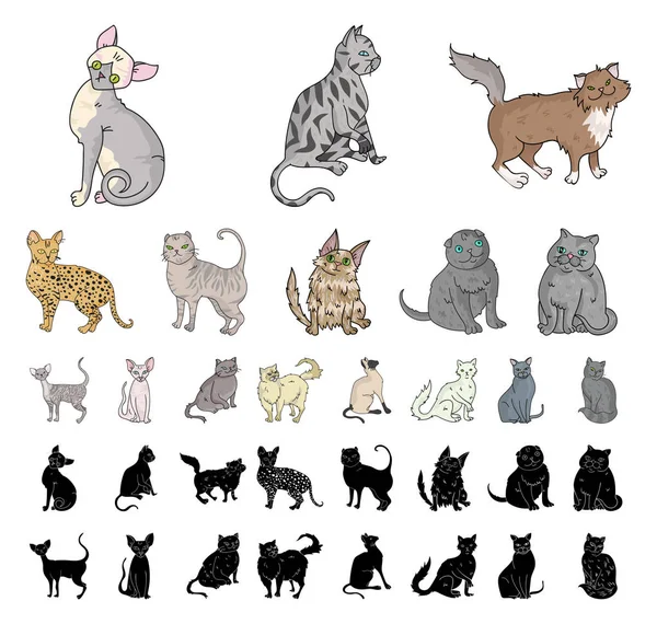 猫の品種の漫画、黒のアイコン デザインのセットのコレクション。ペットの猫ベクトル シンボル ストック web イラスト. — ストックベクタ