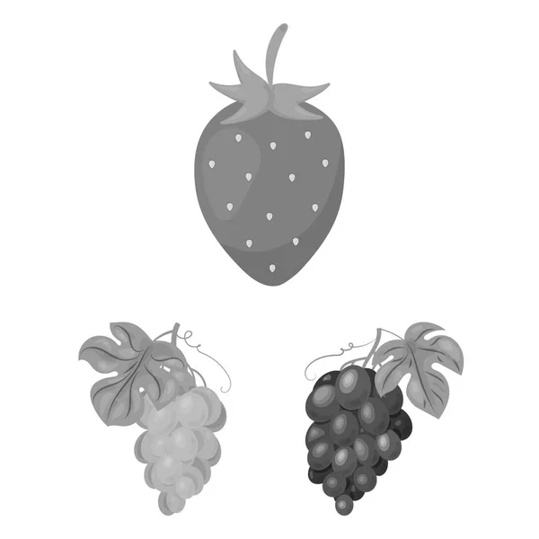 Diseño vectorial del icono de la baya y la fruta. Conjunto de bayas y arándanos rojos vector de la ilustración . — Vector de stock