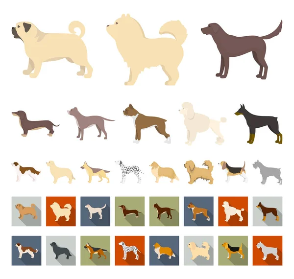 Hundraser tecknad, platt ikoner i set samling för design. Hund husdjur vektor symbol lager web illustration. — Stock vektor