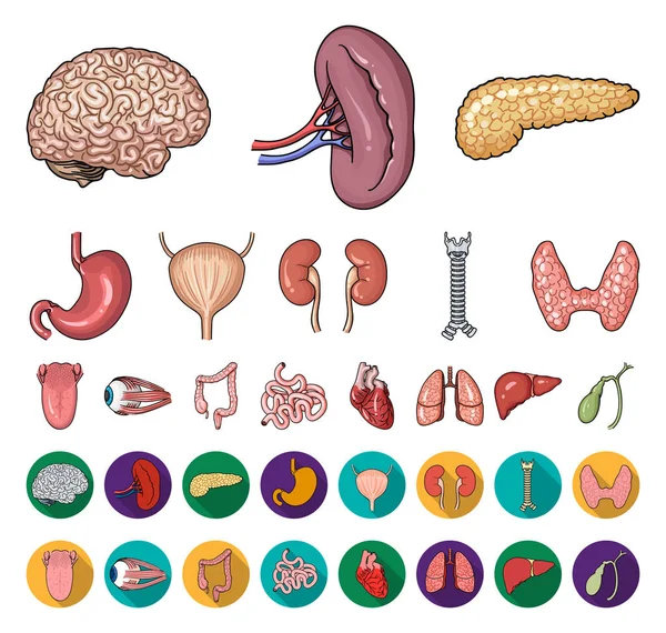 Desenhos animados de órgãos humanos, ícones planos em coleção de conjuntos para design. Anatomia e órgãos internos símbolo vetorial web ilustração . — Vetor de Stock