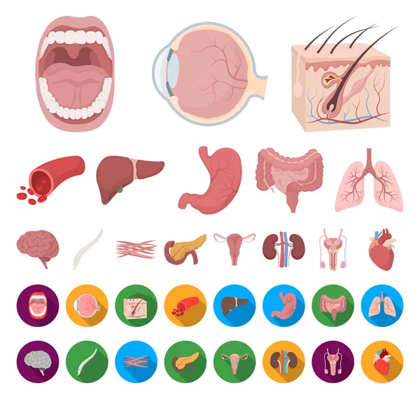 Órganos internos de una caricatura humana, iconos planos en la colección de conjuntos para el diseño. Anatomía y medicina vector símbolo stock web ilustración . — Archivo Imágenes Vectoriales