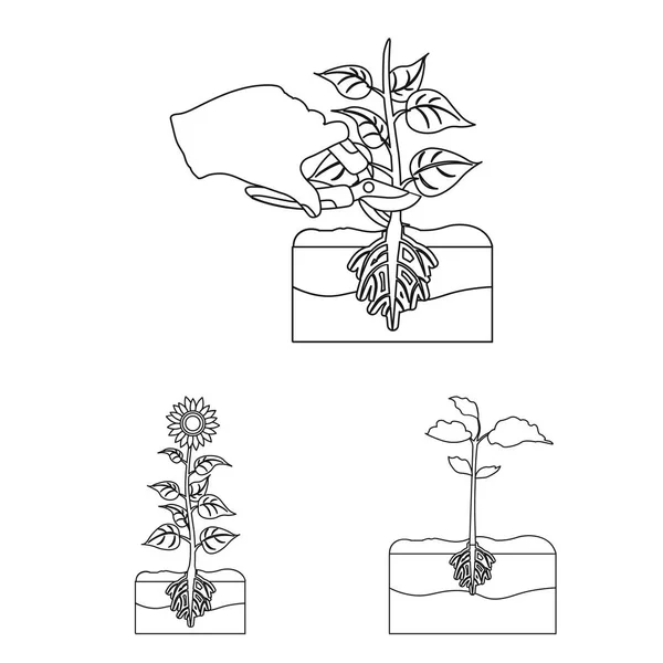 Векторная иллюстрация символа растений и бобов. Набор значков вектора установки и технологического процесса для склада . — стоковый вектор