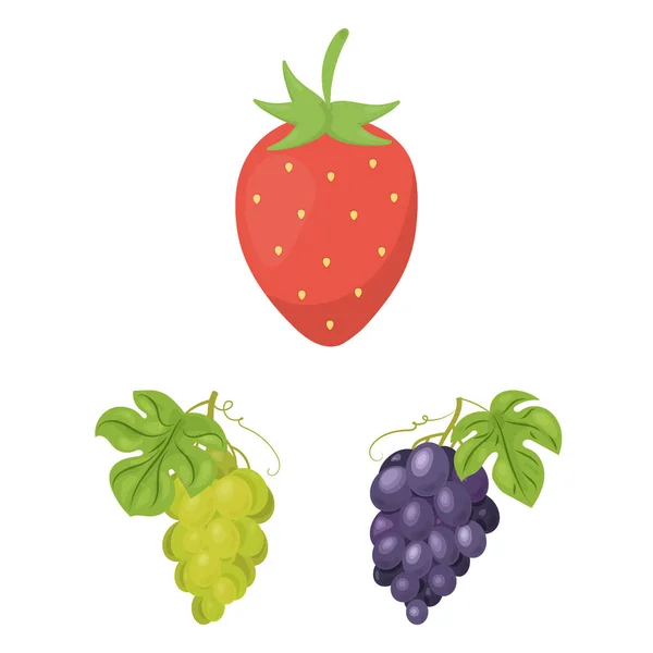 Objeto aislado del logotipo de bayas y frutas. Conjunto de icono de vectores de bayas y bayas rojas para stock . — Vector de stock