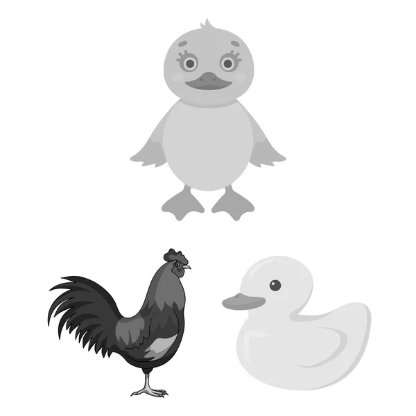 Векторні ілюстрації смішного і пташиного знака. Набір смішних і фермерських векторних значків для запасів . — стоковий вектор