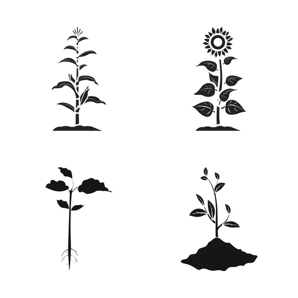Vector illustration of plant and bean symbol. Collection of plant and process stock vector illustration. — Stock Vector