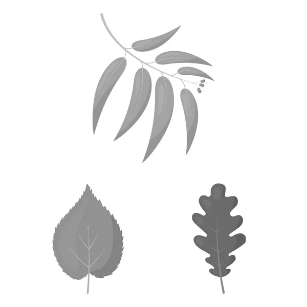 Vector illustration of vegan and organic icon. Set of vegan and fresh stock symbol for web. — Stock Vector