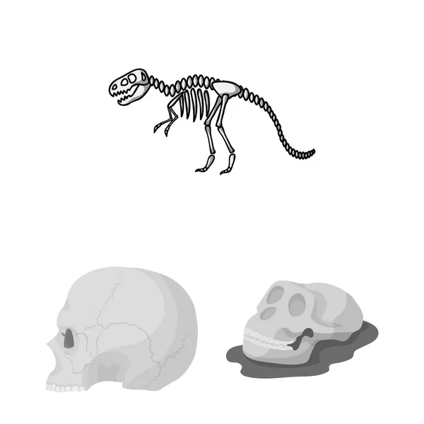 Izolovaný objekt kostry a znak symbolu. Kolekce ze skeletu a halloween stock vektorové ilustrace. — Stockový vektor