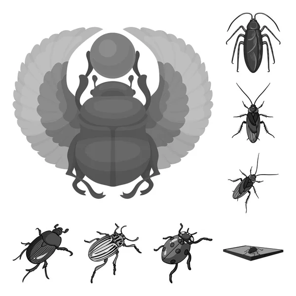 Vektorové ilustrace hmyzu a Švábí ikony. Sada hmyzu a halloween stock vektorové ilustrace. — Stockový vektor