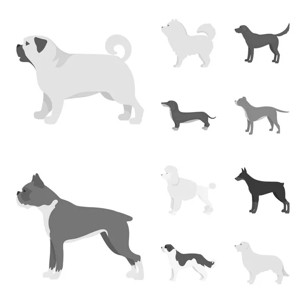 Vector illustration of cute and puppy icon. Set of cute and animal stock symbol for web. — Stock Vector
