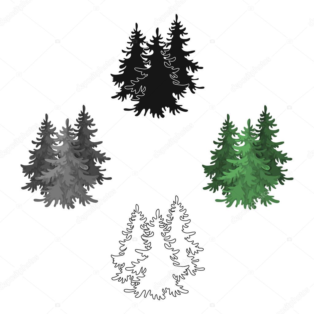 Canadian spruce. Canada single icon in cartoon style vector symbol stock illustration web.