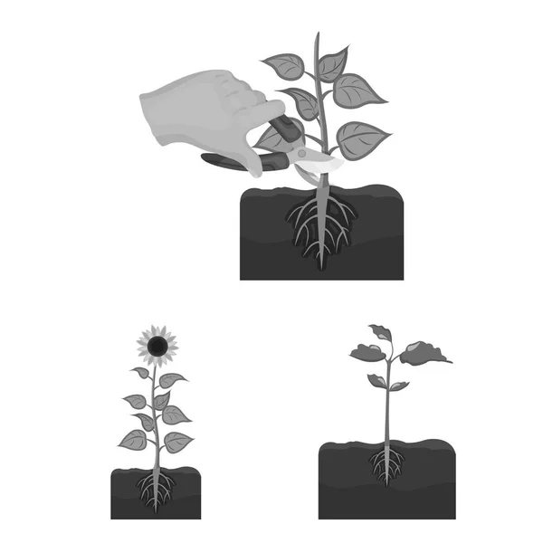 Vektorová design ikony rostlin a fazole. Sada rostlin a proces vektorové ikony pro stock. — Stockový vektor