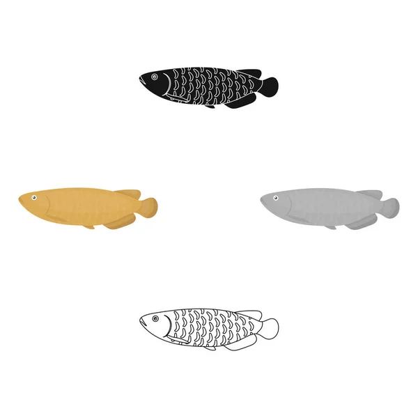 Scleropages fotmosus peces icono de dibujos animados. Singe acuario icono de pescado del mar, la vida del océano de dibujos animados . — Vector de stock