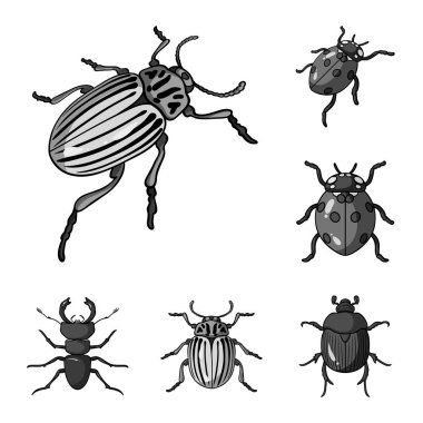 Böcek ve böcek simge vektör tasarımı. Web için böcek ve Cadılar Bayramı hisse senedi simgesi kümesi.