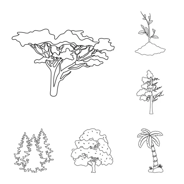 Geïsoleerde object van pictogram boom en bos. Collectie van boom en groen aandelensymbool voor web. — Stockvector