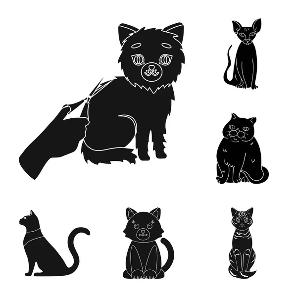 Diseño vectorial del icono de mascota y esfinge. Colección de mascotas y divertido símbolo de stock para la web . — Archivo Imágenes Vectoriales