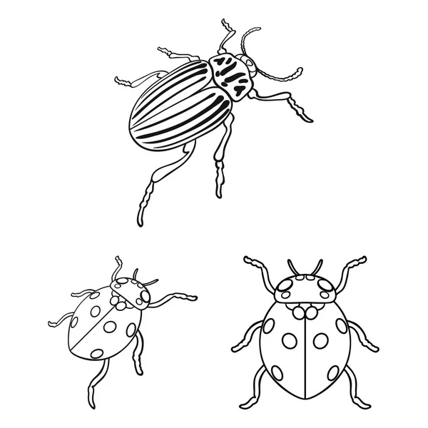 Векторная иллюстрация знака насекомого и жука. Коллекция насекомых и символ Хэллоуина для веб-сайтов . — стоковый вектор