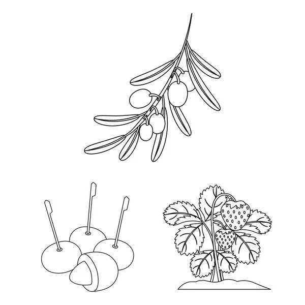 İzole işareti berry ve meyve nesne. Berry topluluğu ve hisse senedi için redberry vektör simgesi.