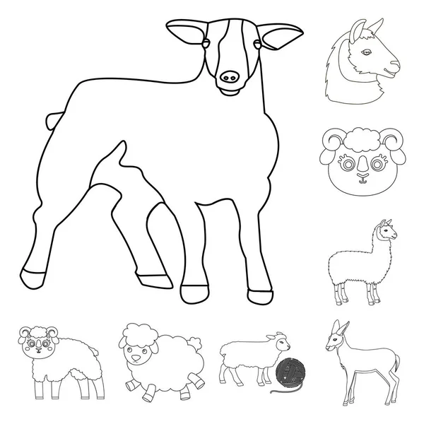 Illustrazione vettoriale del logo ovino e caprino. Set di pecore e felice icona vettoriale per magazzino . — Vettoriale Stock