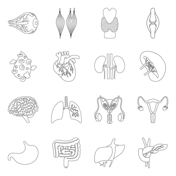 Diseño vectorial de anatomía y logotipo del órgano. Colección de anatomía y símbolo de stock médico para web . — Vector de stock