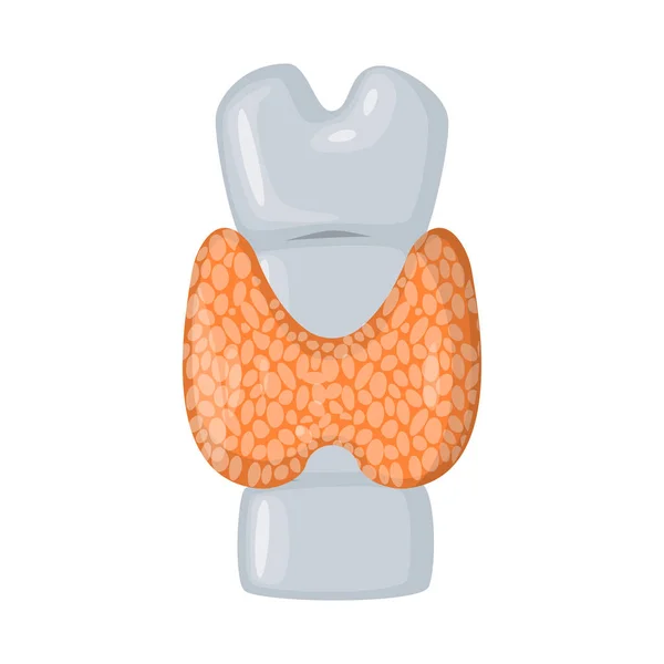 Ilustração vetorial da anatomia e do sinal do órgão. Coleção de anatomia e símbolo de estoque médico para web . —  Vetores de Stock