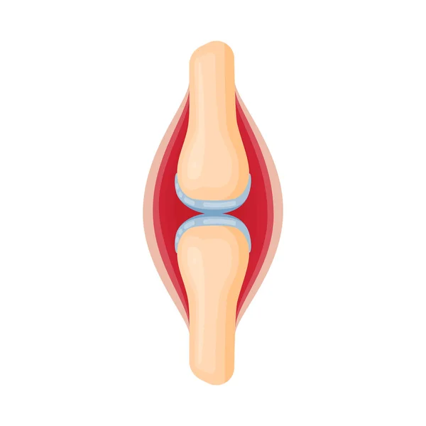 Illustrazione vettoriale dell'anatomia e dell'icona degli organi. Set di anatomia e stock simbolo medico per il web . — Vettoriale Stock