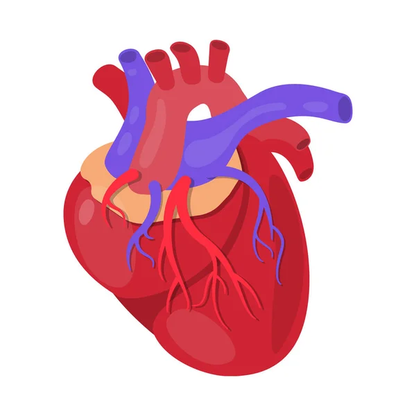 Desenho vetorial da anatomia e do sinal do órgão. Conjunto de anatomia e símbolo de estoque médico para web . — Vetor de Stock