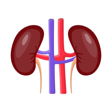 Anatomi ve organ simge vektör tasarımı. Anatomi ve web için tıbbi hisse senedi simgesi toplama.