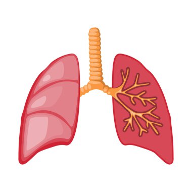 Anatomi ve organ simgesi yalıtılmış nesne. Anatomi ve hisse senedi için tıbbi vektör simge kümesi.