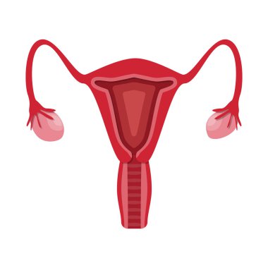 Anatomi ve organ işareti yalıtılmış nesne. Anatomi ve web için tıbbi hisse senedi simgesi.